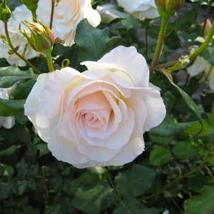 Des fleurs rosetta crème avec des touches rose-abricot au parfum marqué.